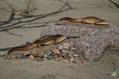 Łeba – Park Dinozaurów